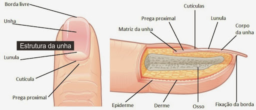 partes das unhas da mão 